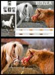  ANDARI photography and communications - Фотогалерия - Снимка за календар сп. Езда 2009